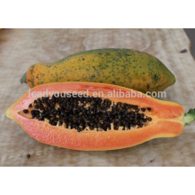 PA02 Honorato de carne roja híbrida de semillas de papaya de Taiwán